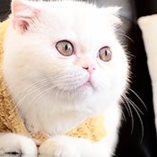 chat Exotic Shorthair
